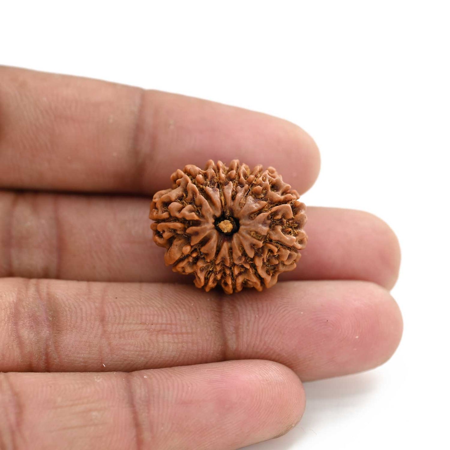 11 Mukhi Rudraksha (Nepal) 26.6 M.M.
