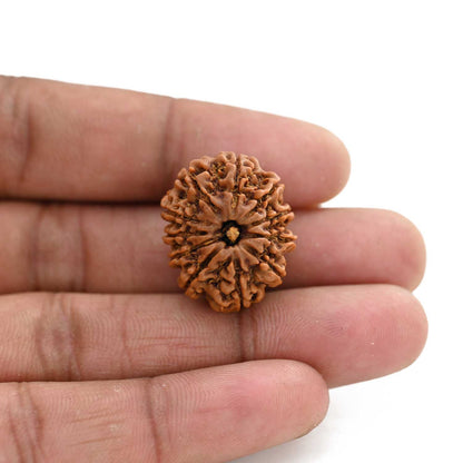 11 Mukhi Rudraksha (Nepal) 26.6 M.M.