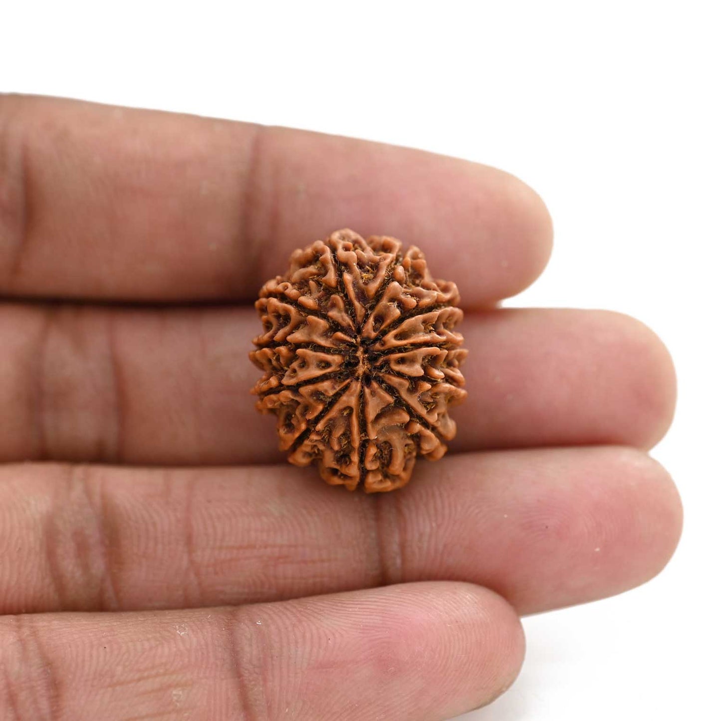 11 Mukhi Rudraksha (Nepal) 26.6 M.M.