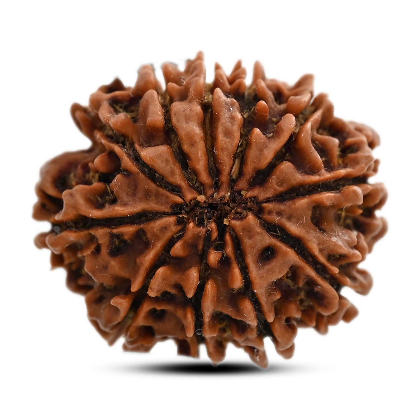 11 Mukhi Rudraksha (Nepal) 24.71 M.M.