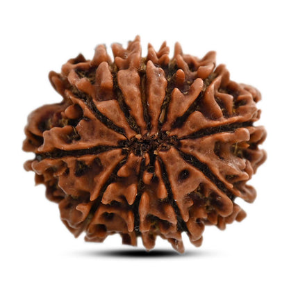 11 Mukhi Rudraksha (Nepal) 24.71 M.M.