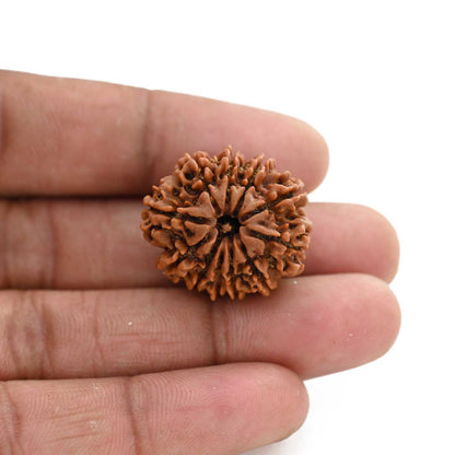 11 Mukhi Rudraksha (Nepal) 24.71 M.M.