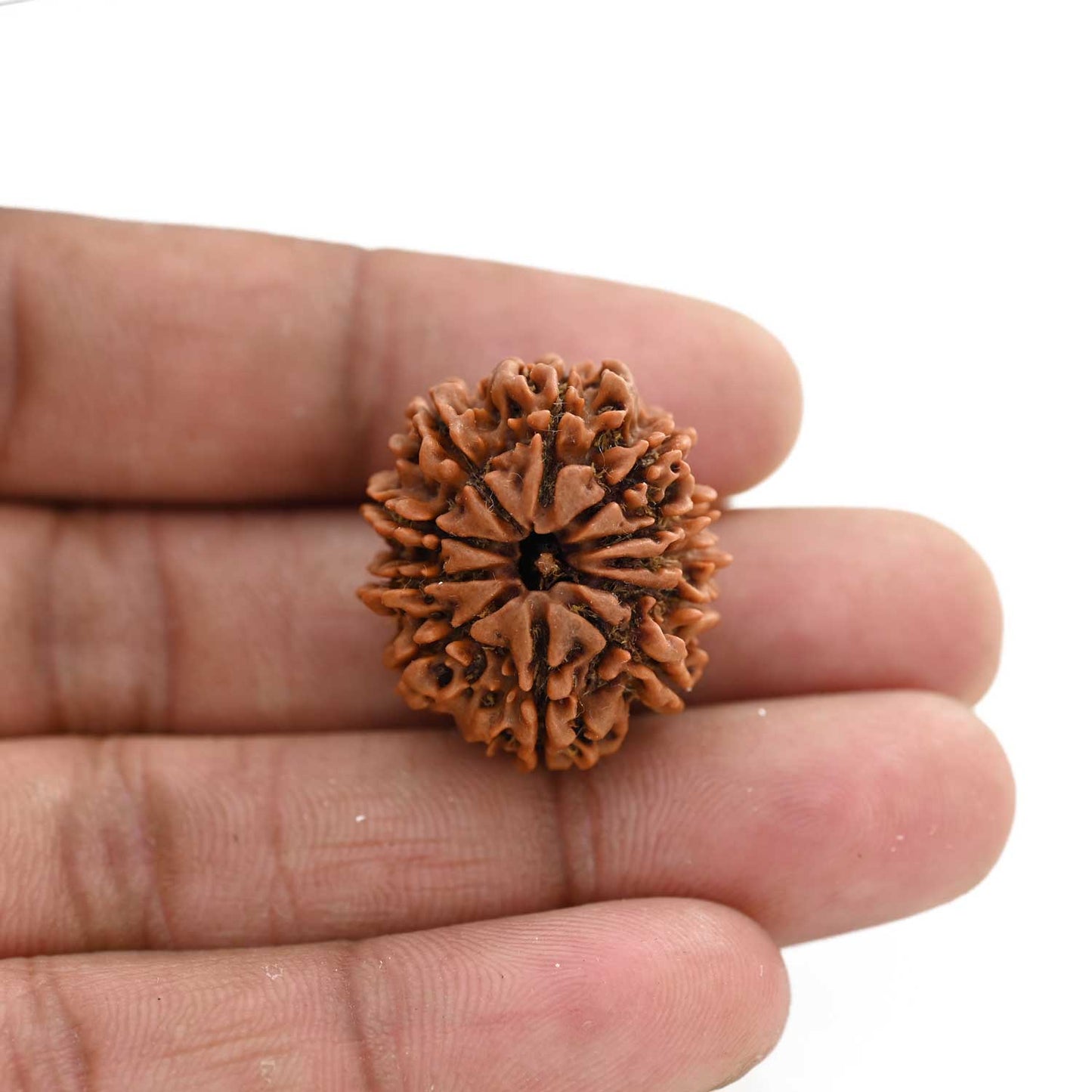 11 Mukhi Rudraksha (Nepal) 24.71 M.M.