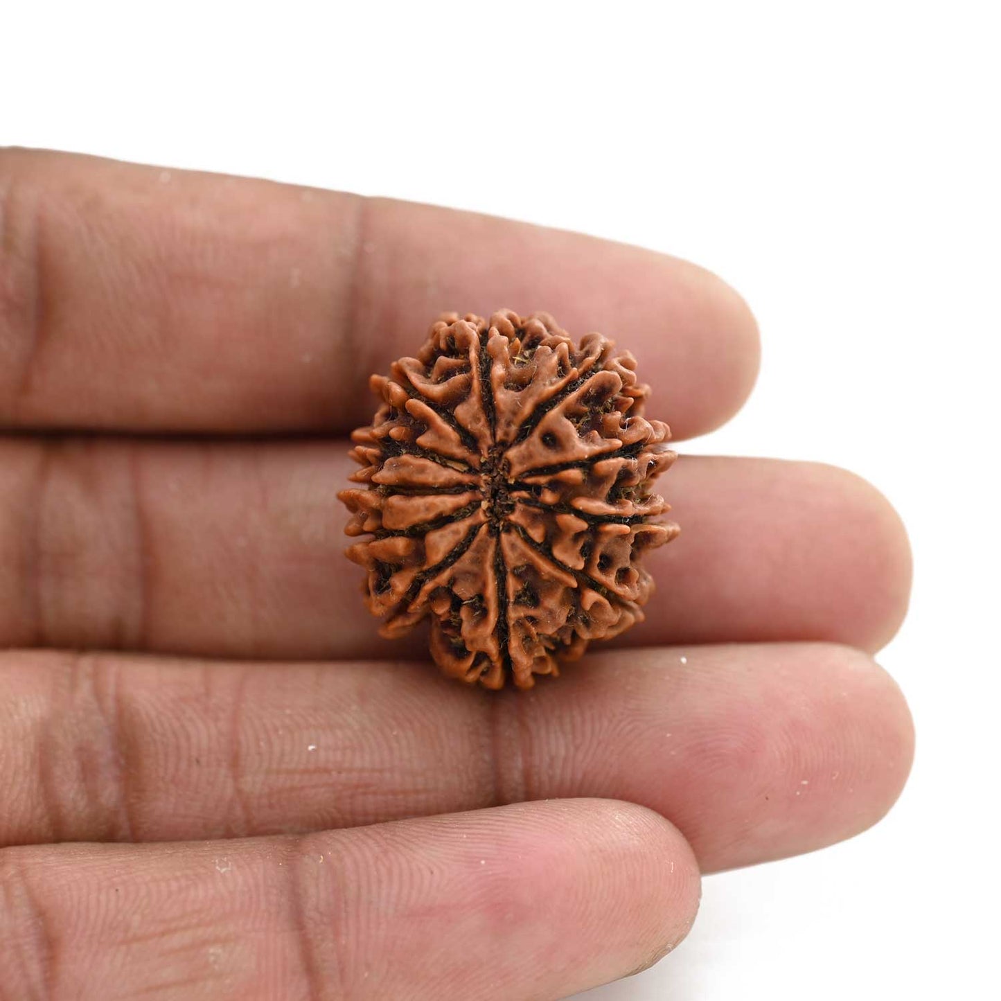 11 Mukhi Rudraksha (Nepal) 24.71 M.M.