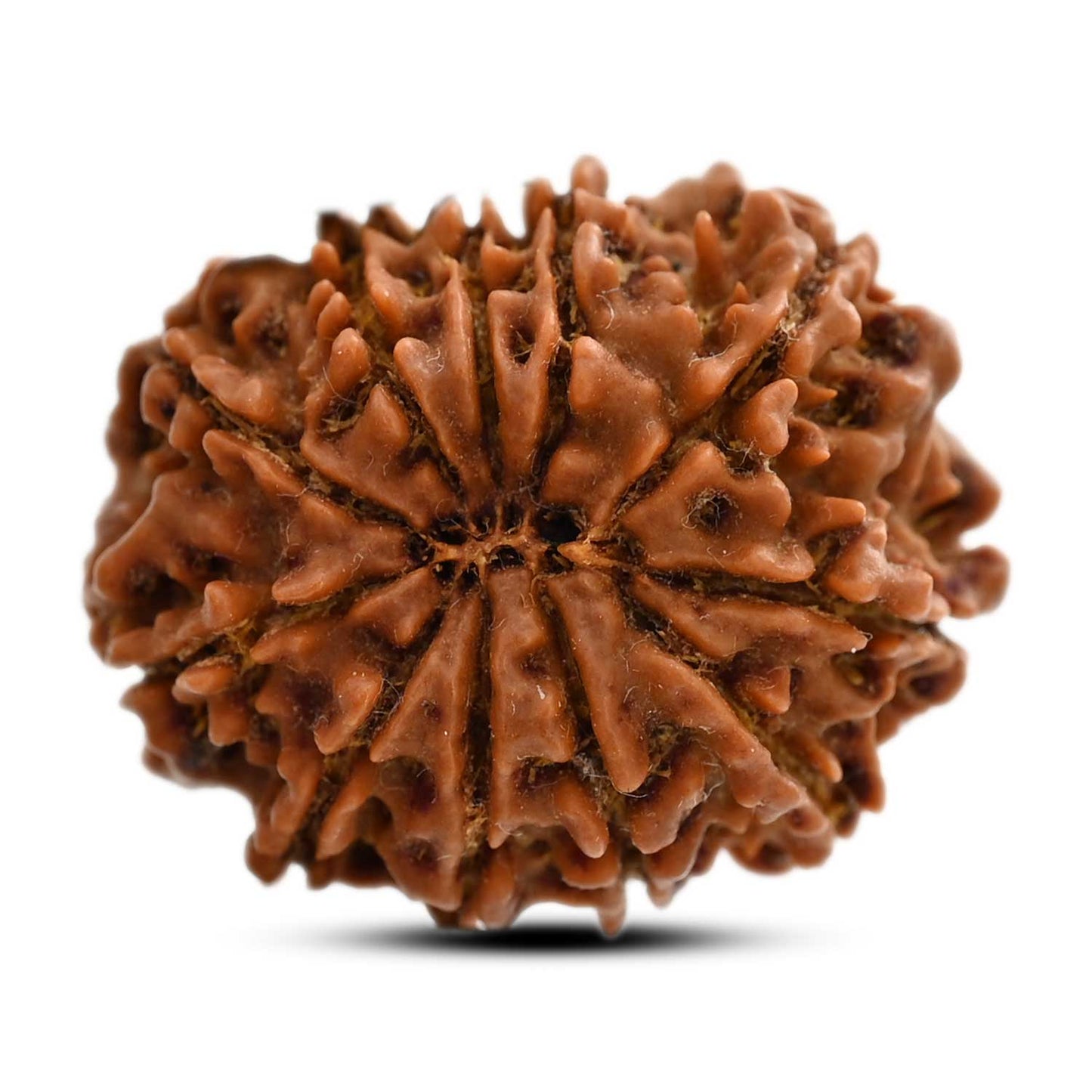 11 Mukhi Rudraksha (Nepal) 27.88 M.M.