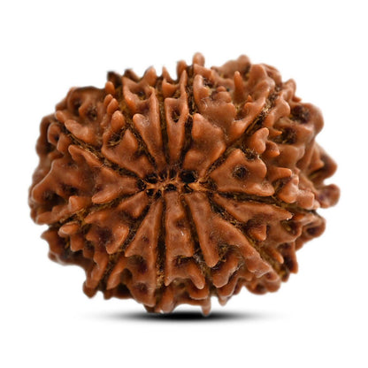11 Mukhi Rudraksha (Nepal) 27.88 M.M.