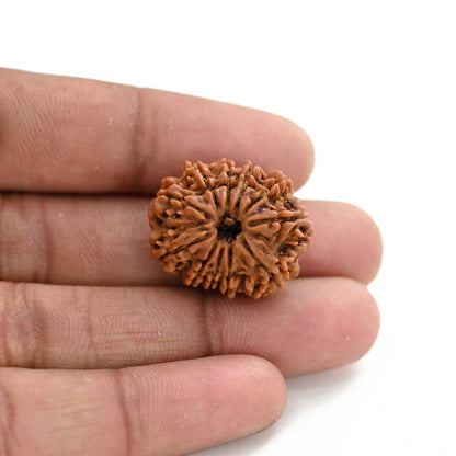 11 Mukhi Rudraksha (Nepal) 27.88 M.M.