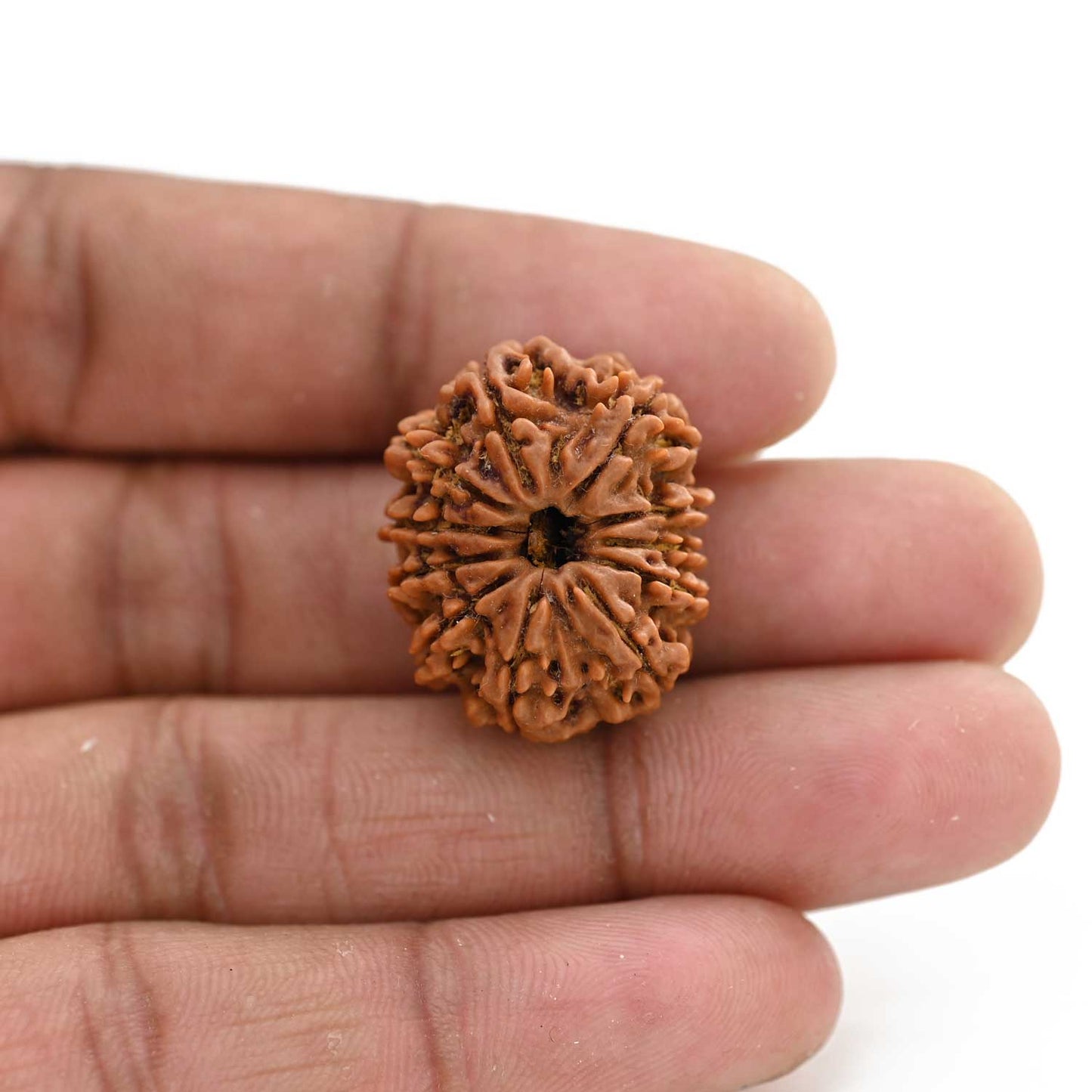 11 Mukhi Rudraksha (Nepal) 27.88 M.M.