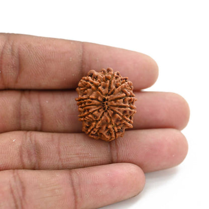 11 Mukhi Rudraksha (Nepal) 27.88 M.M.