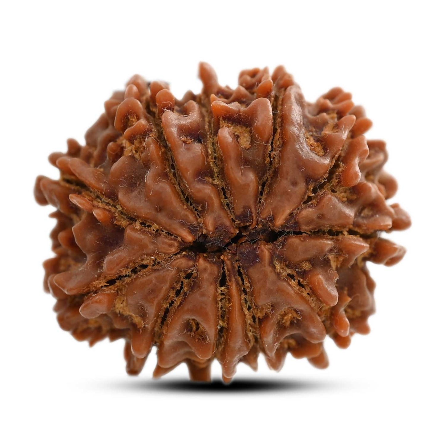 11 Mukhi Rudraksha (Nepal) 25.64 M.M.