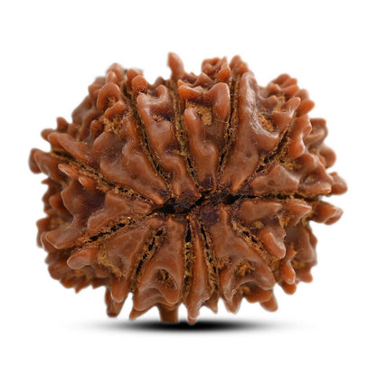 11 Mukhi Rudraksha (Nepal) 25.64 M.M.