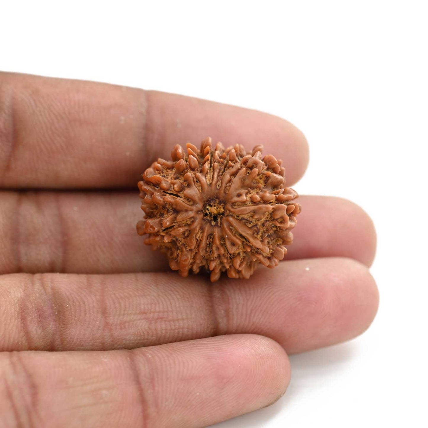 11 Mukhi Rudraksha (Nepal) 25.64 M.M.