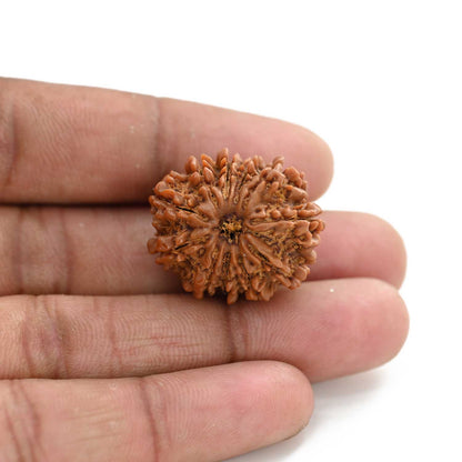 11 Mukhi Rudraksha (Nepal) 25.64 M.M.