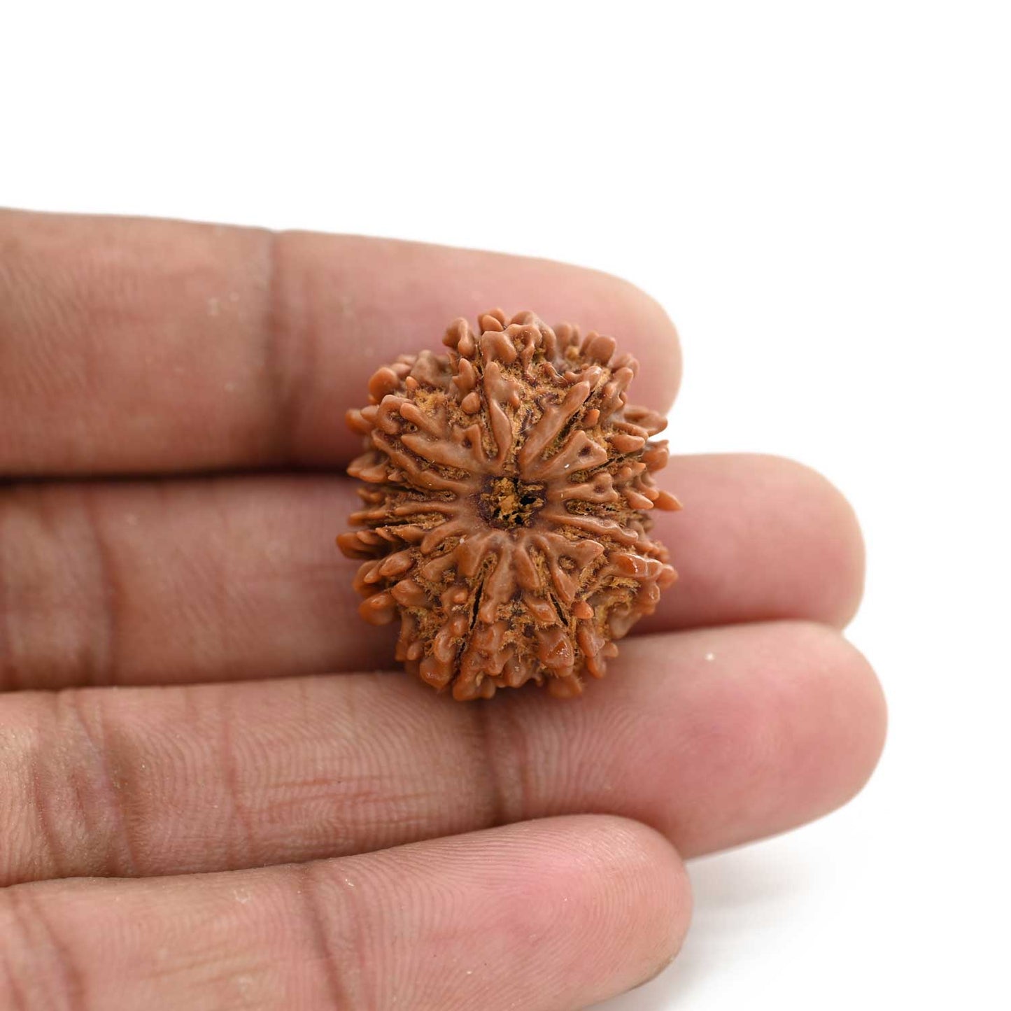 11 Mukhi Rudraksha (Nepal) 25.64 M.M.