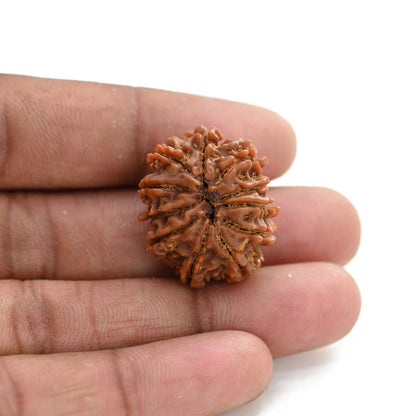 11 Mukhi Rudraksha (Nepal) 25.64 M.M.