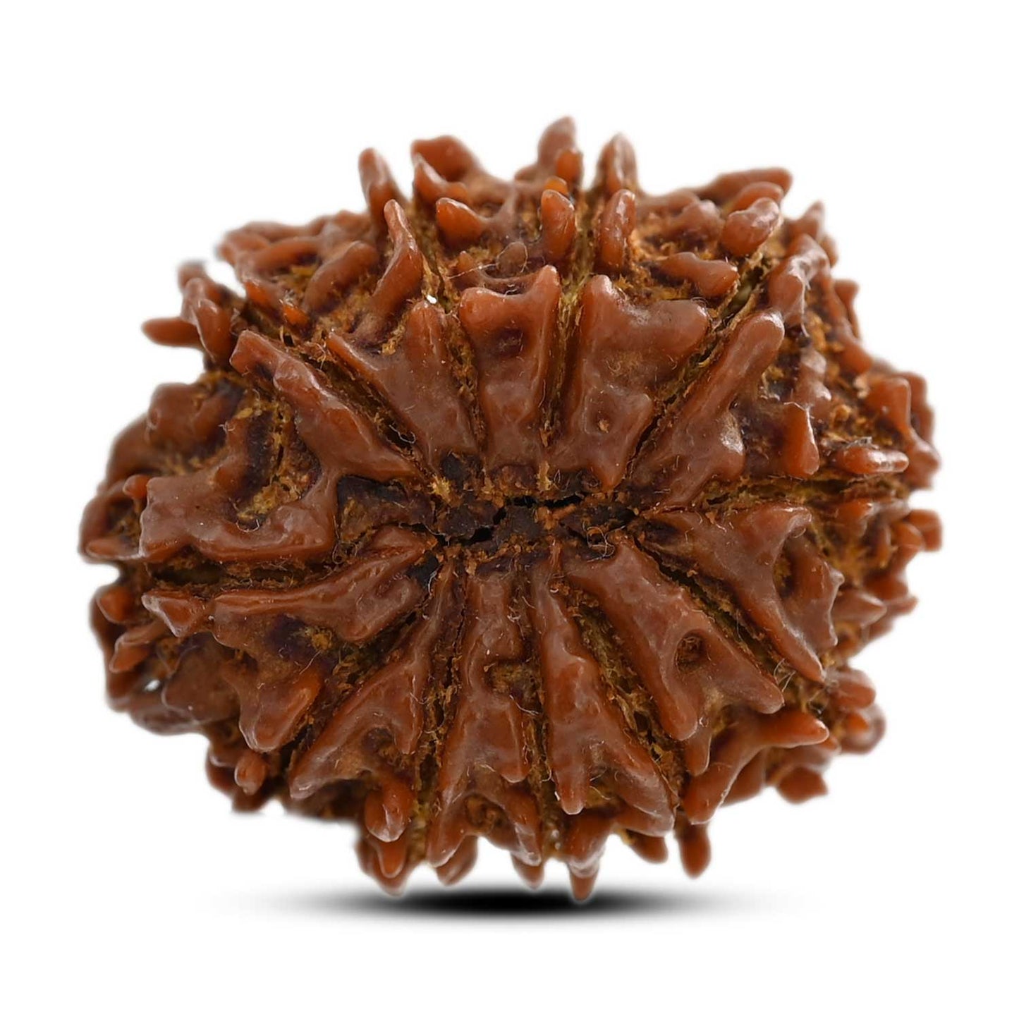 11 Mukhi Rudraksha (Nepal) 25.8 M.M.