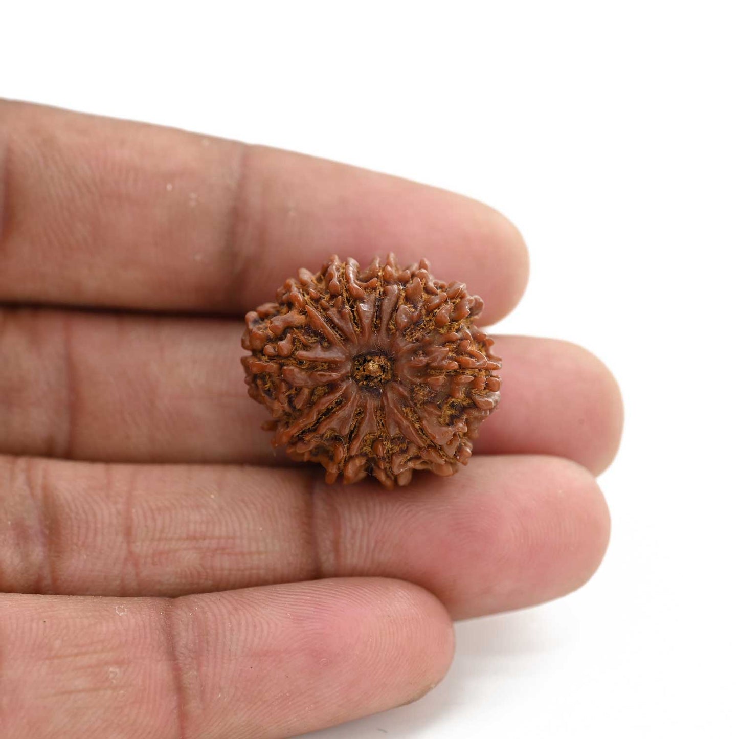 11 Mukhi Rudraksha (Nepal) 25.8 M.M.