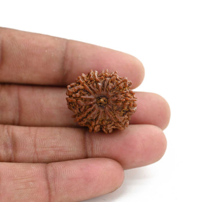 11 Mukhi Rudraksha (Nepal) 25.8 M.M.