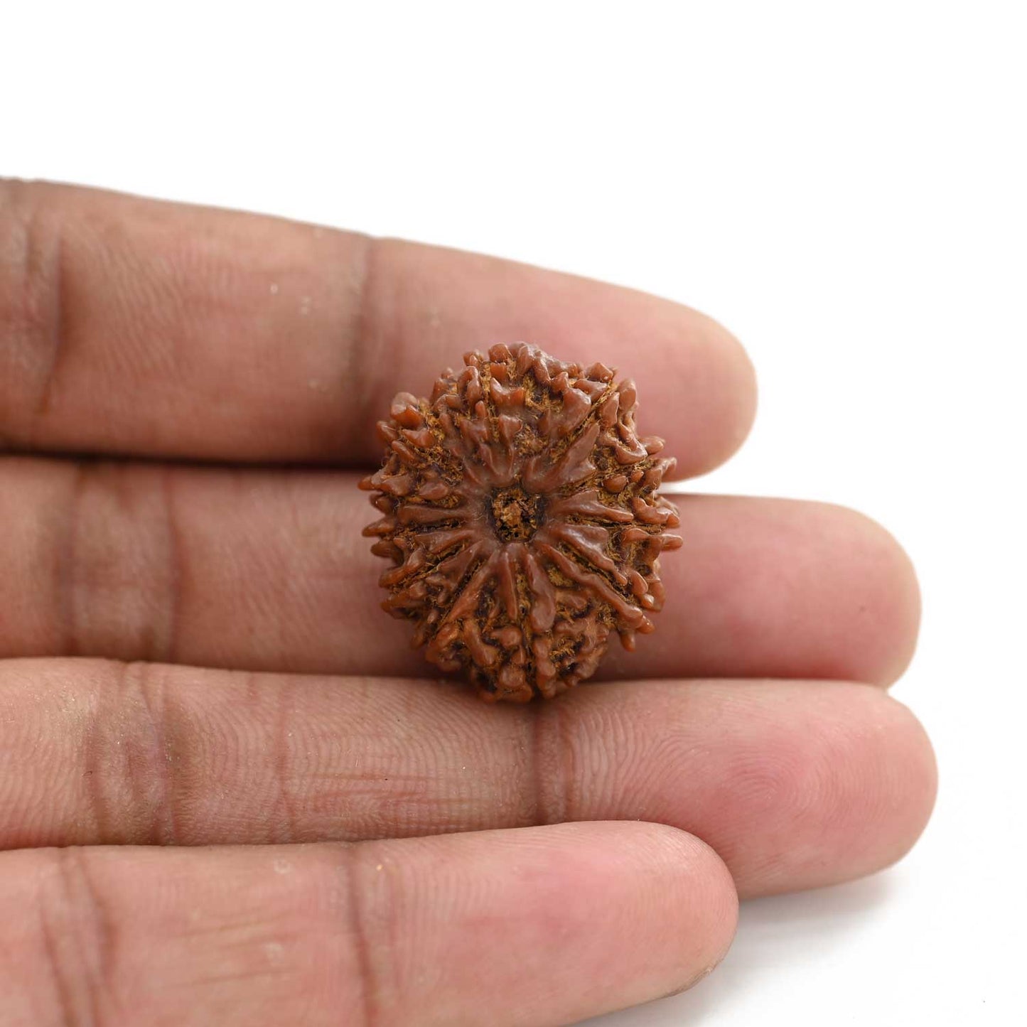 11 Mukhi Rudraksha (Nepal) 25.8 M.M.