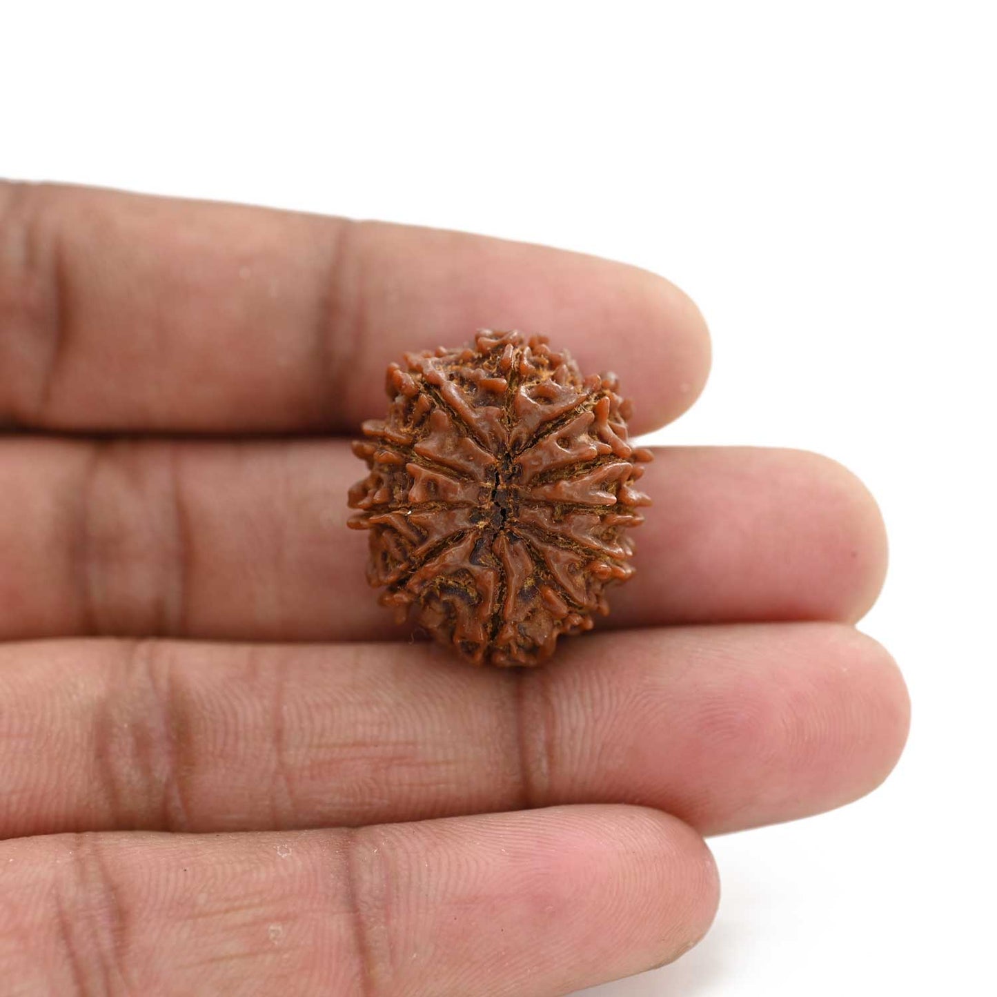 11 Mukhi Rudraksha (Nepal) 25.8 M.M.