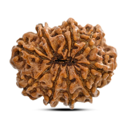 11 Mukhi Rudraksha (Nepal) 26.03 M.M.