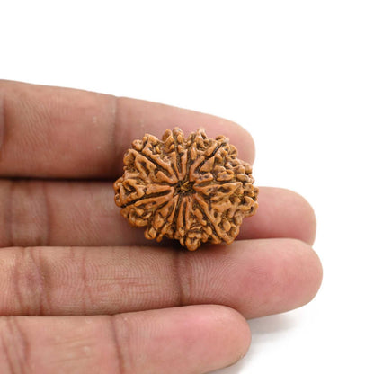 11 Mukhi Rudraksha (Nepal) 26.03 M.M.