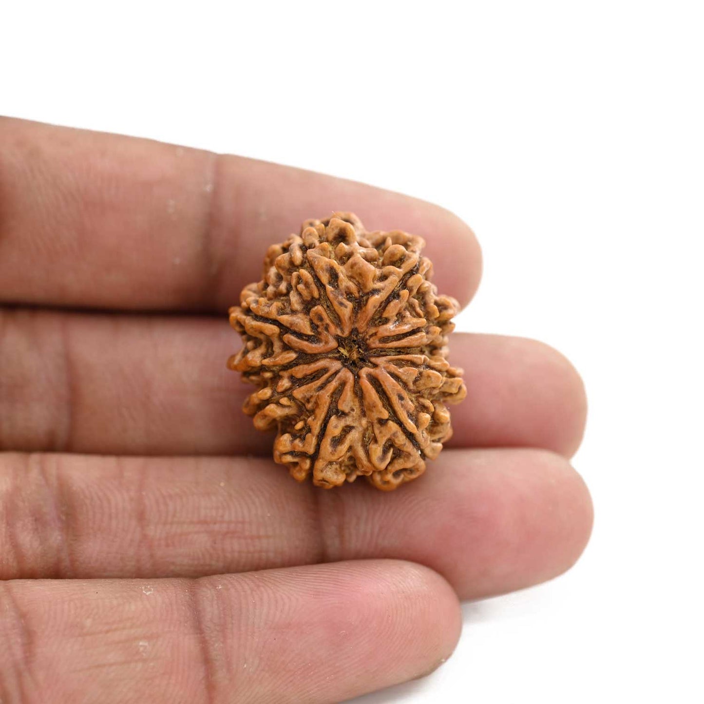 11 Mukhi Rudraksha (Nepal) 26.03 M.M.