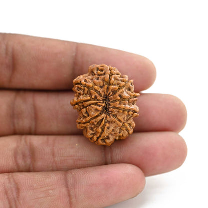 11 Mukhi Rudraksha (Nepal) 26.03 M.M.