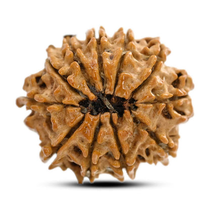 11 Mukhi Rudraksha (Nepal) 28.76 M.M.