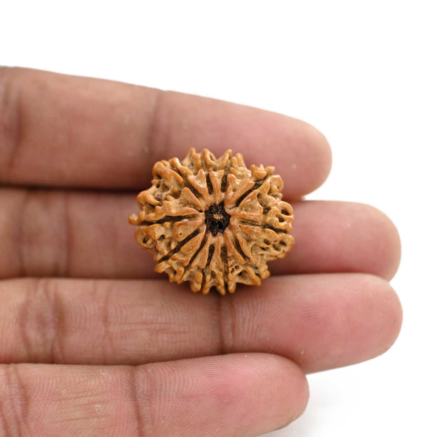 11 Mukhi Rudraksha (Nepal) 28.76 M.M.