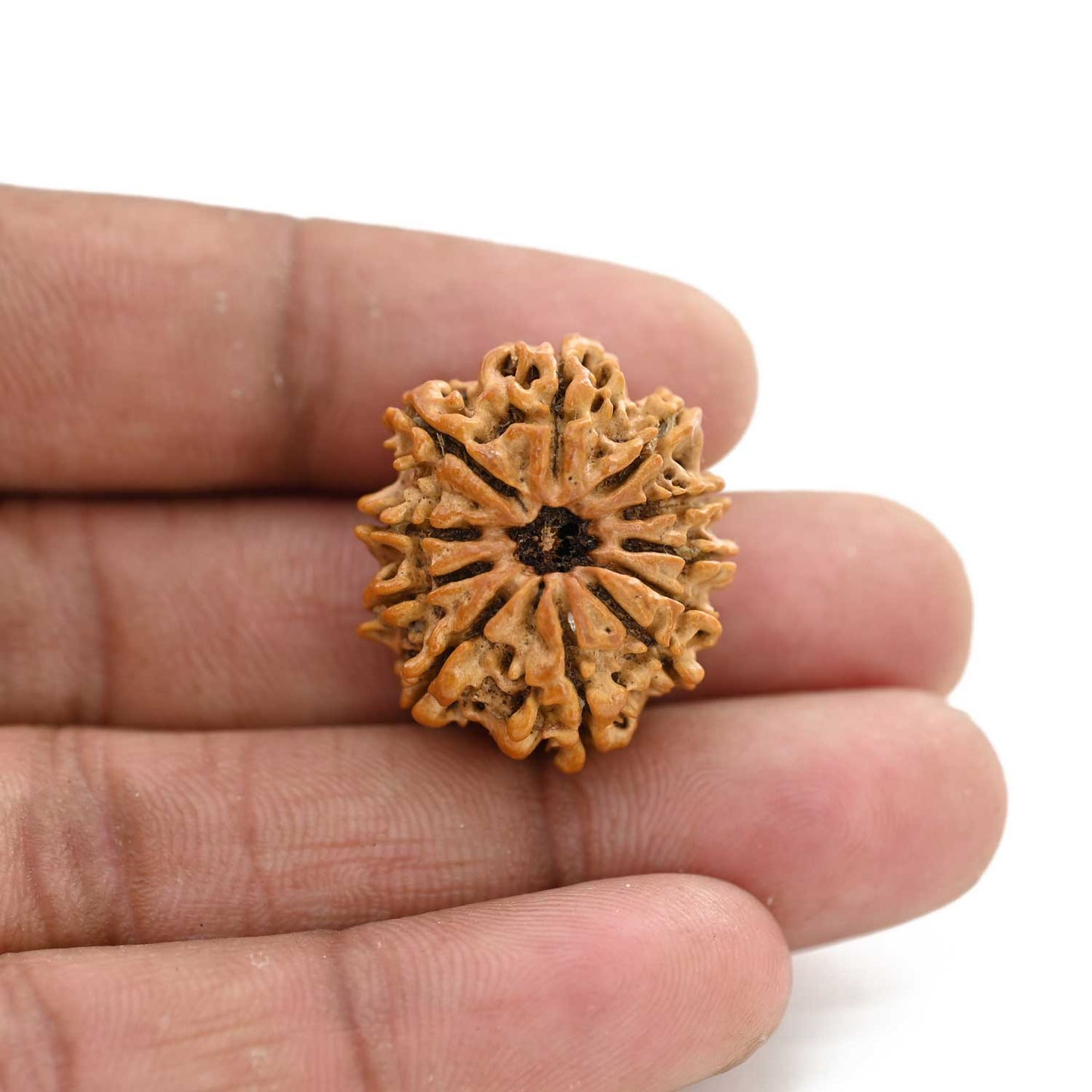 11 Mukhi Rudraksha (Nepal) 28.76 M.M.