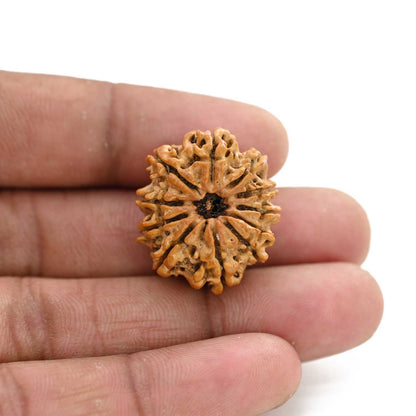 11 Mukhi Rudraksha (Nepal) 28.76 M.M.