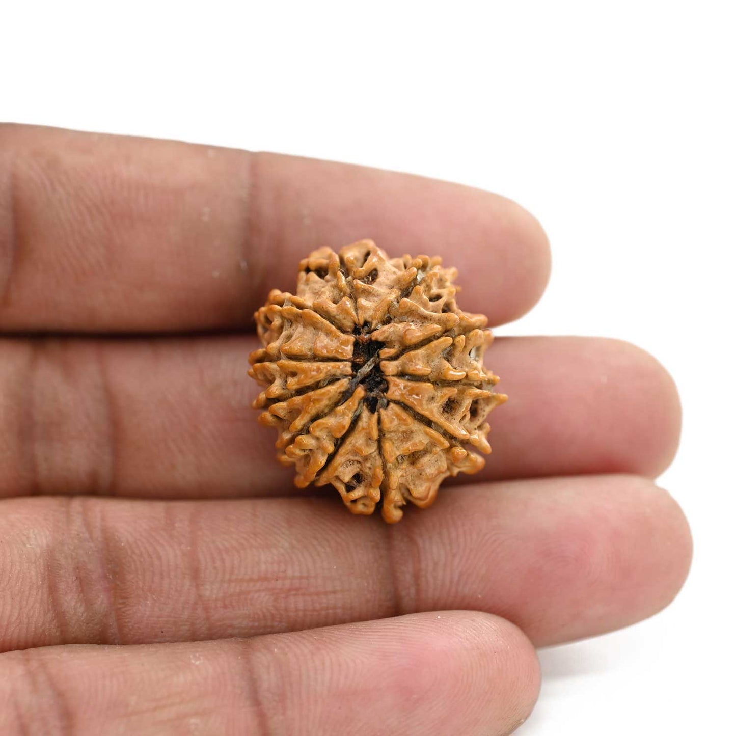 11 Mukhi Rudraksha (Nepal) 28.76 M.M.