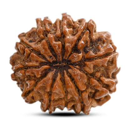 11 Mukhi Rudraksha (Nepal) 26.64 M.M.