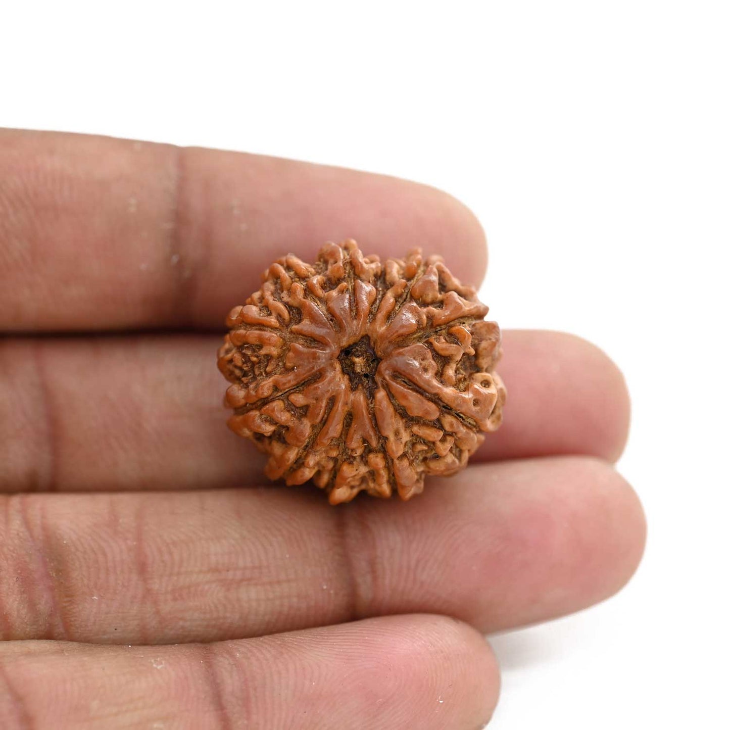 11 Mukhi Rudraksha (Nepal) 26.64 M.M.