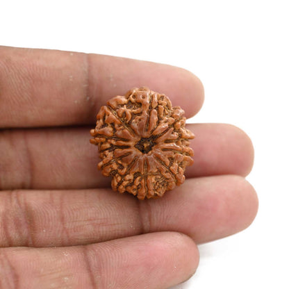 11 Mukhi Rudraksha (Nepal) 26.64 M.M.