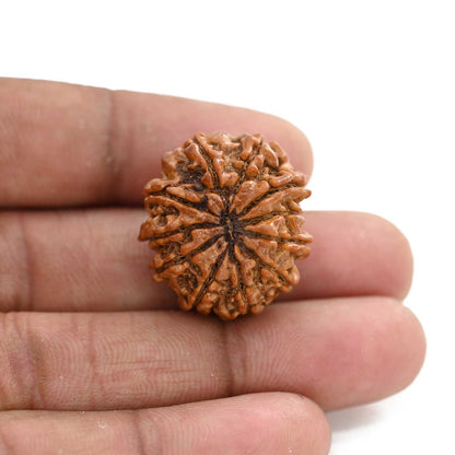11 Mukhi Rudraksha (Nepal) 26.64 M.M.