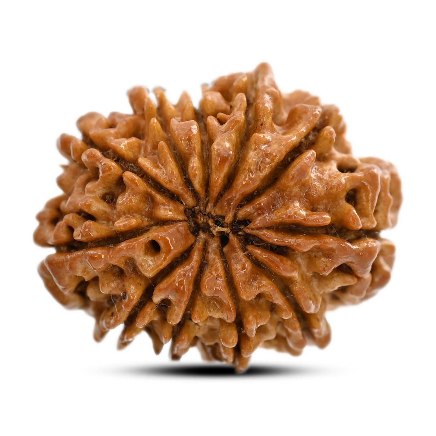11 Mukhi Rudraksha (Nepal) 27.62 M.M.