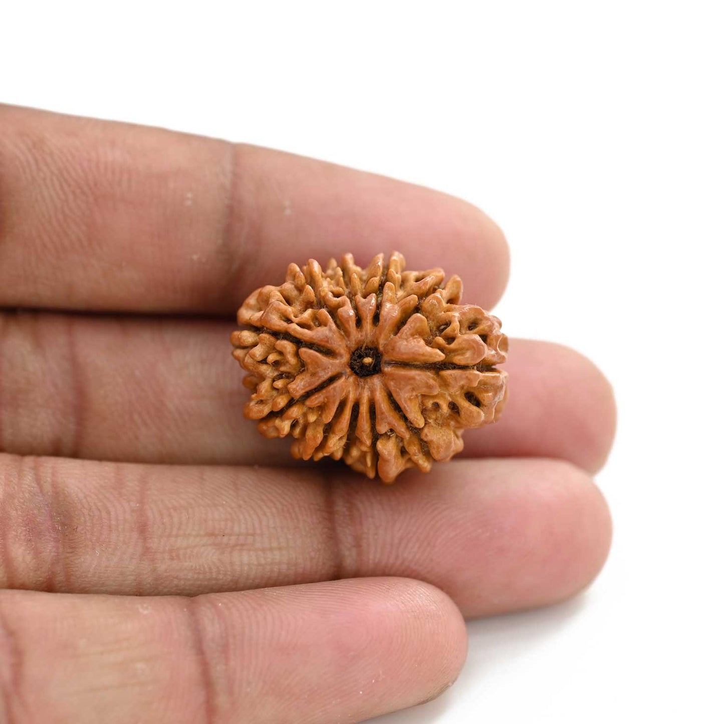 11 Mukhi Rudraksha (Nepal) 27.62 M.M.