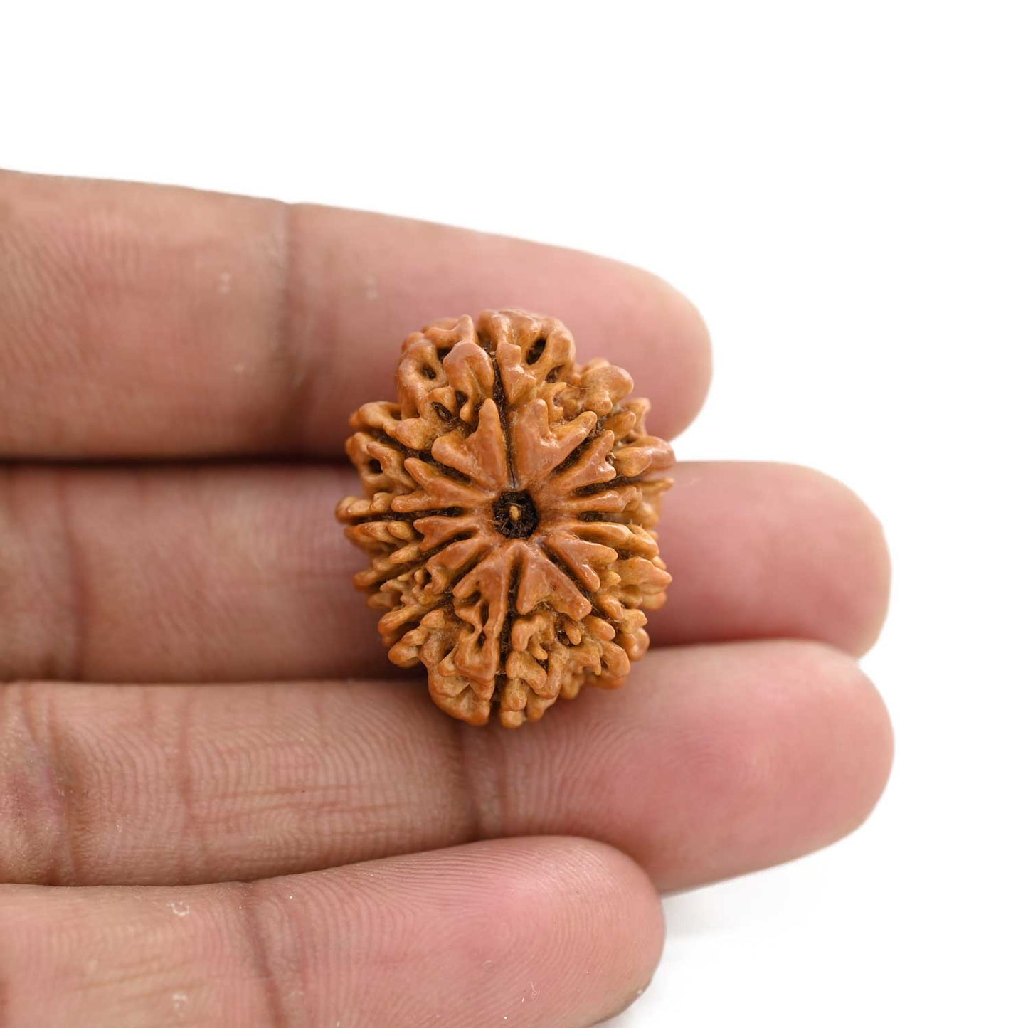 11 Mukhi Rudraksha (Nepal) 27.62 M.M.