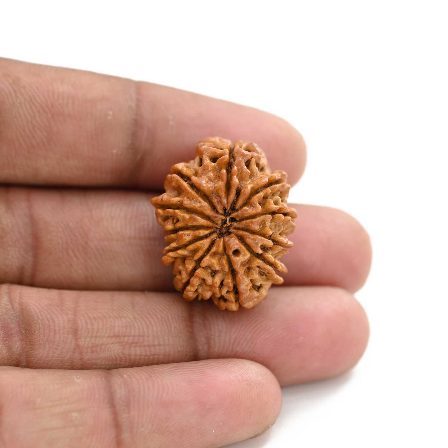 11 Mukhi Rudraksha (Nepal) 27.62 M.M.