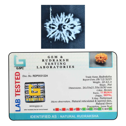 11 Mukhi Rudraksha (Nepal) 27.62 M.M.