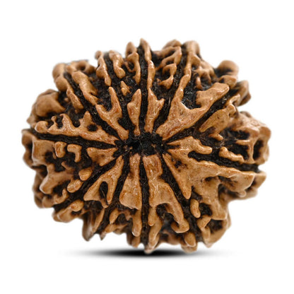 11 Mukhi Rudraksha (Nepal) 26.8 M.M.
