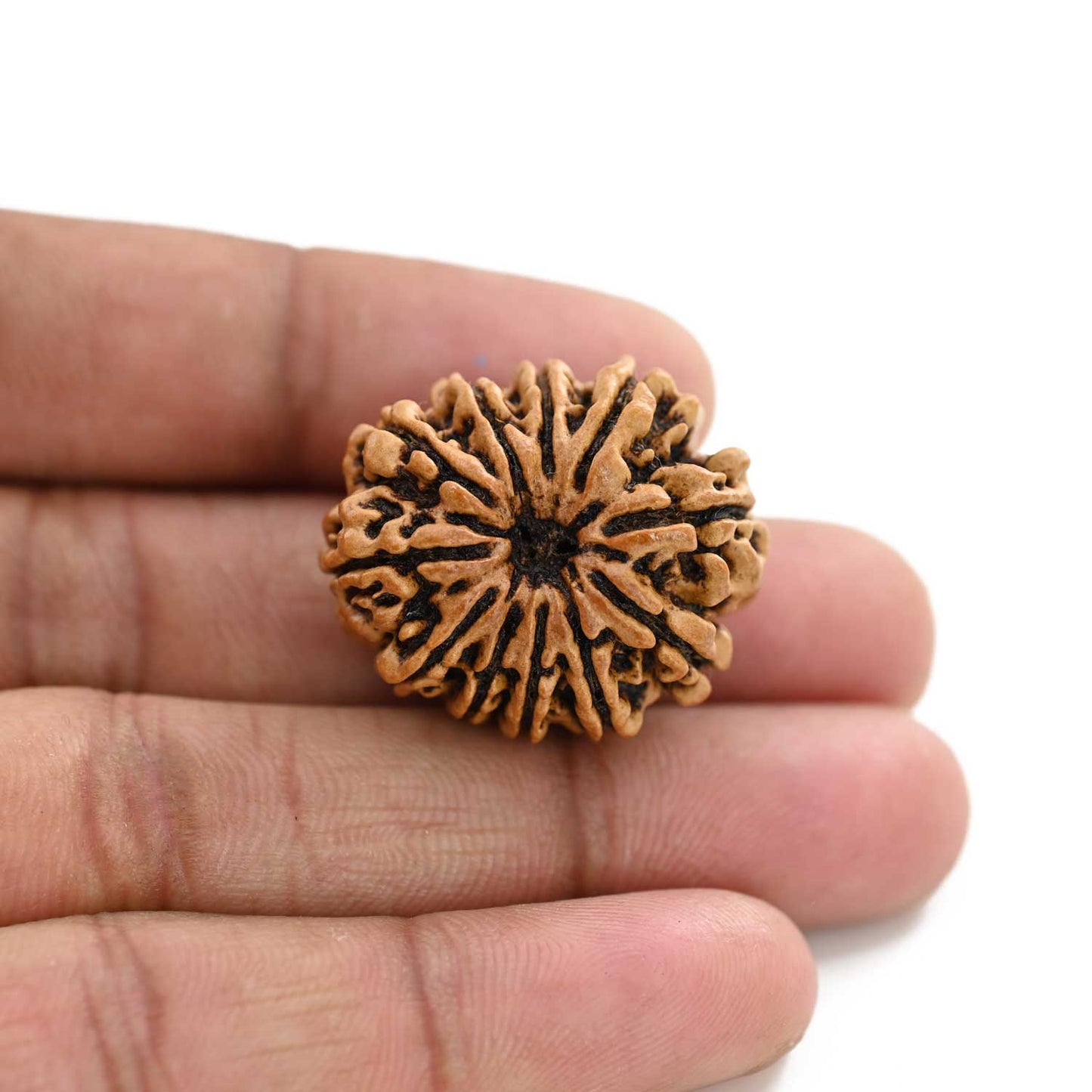 11 Mukhi Rudraksha (Nepal) 26.8 M.M.