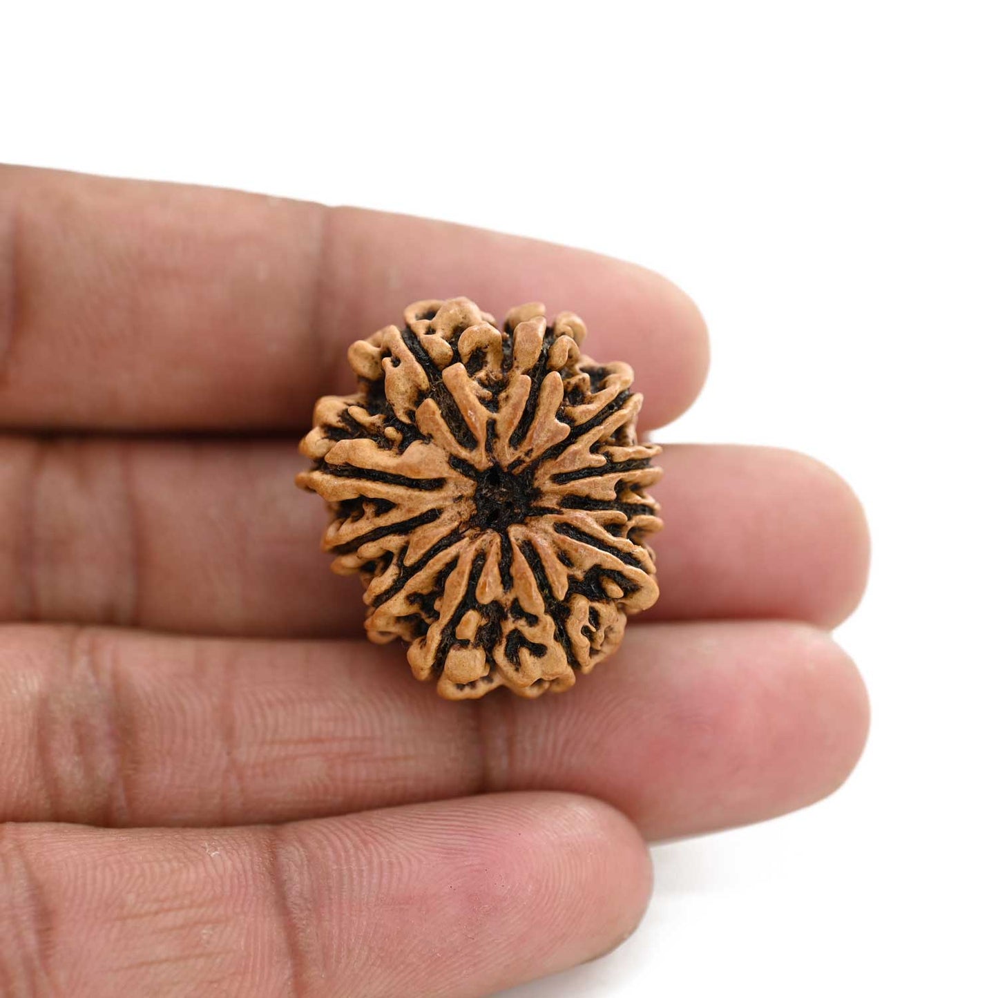 11 Mukhi Rudraksha (Nepal) 26.8 M.M.