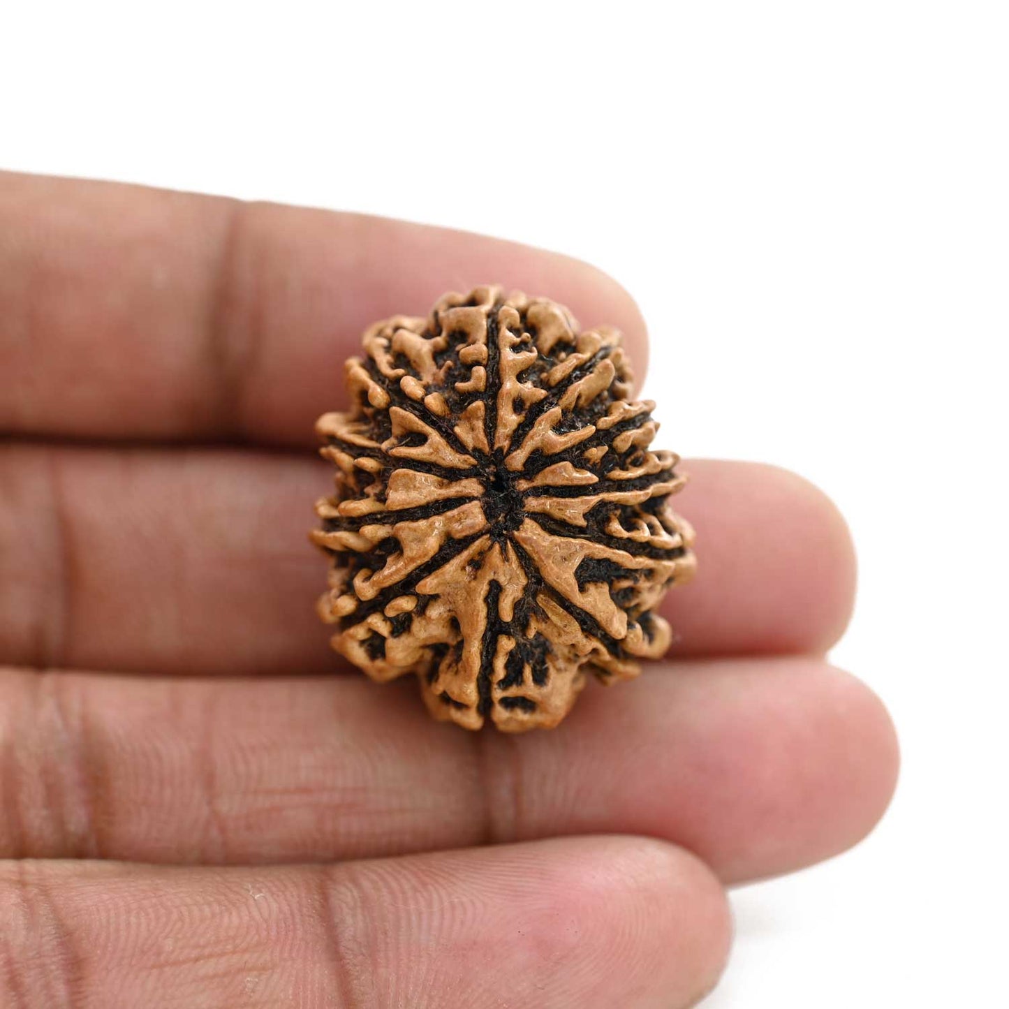 11 Mukhi Rudraksha (Nepal) 26.8 M.M.