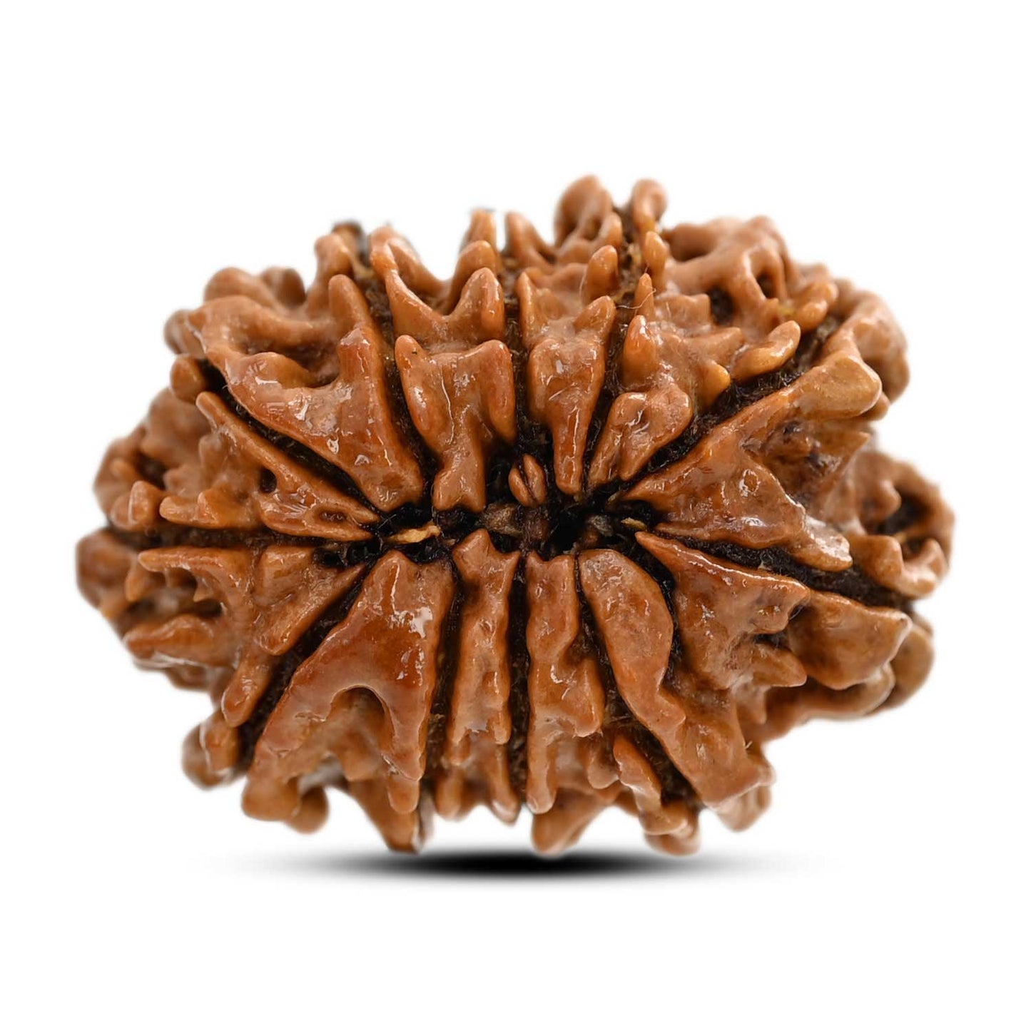 11 Mukhi Rudraksha (Nepal) 26.53 M.M.