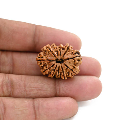 11 Mukhi Rudraksha (Nepal) 26.53 M.M.