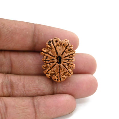 11 Mukhi Rudraksha (Nepal) 26.53 M.M.