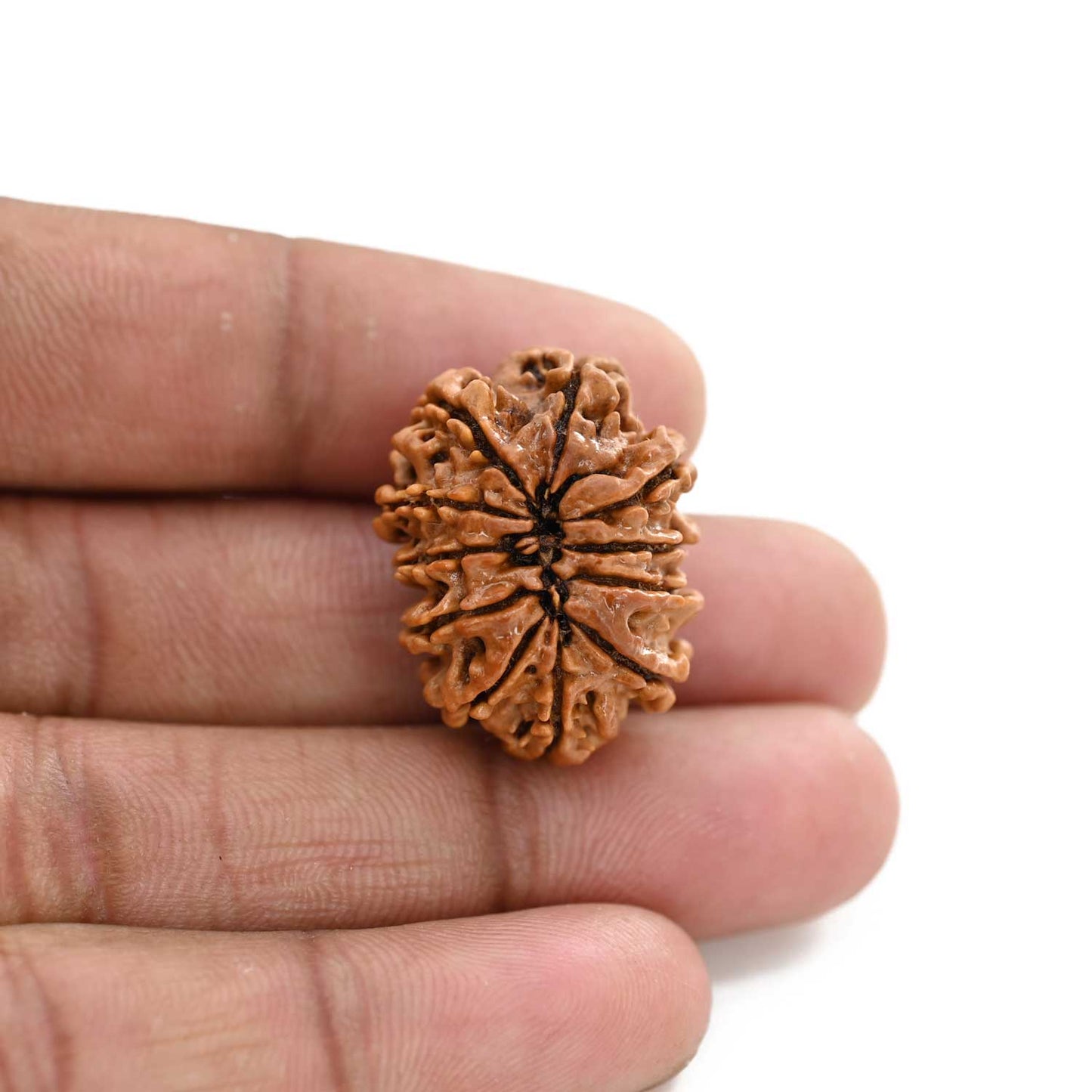 11 Mukhi Rudraksha (Nepal) 26.53 M.M.
